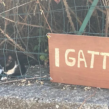 I Gatti Gr20 Et Cuscionu Bed & Breakfast 3*