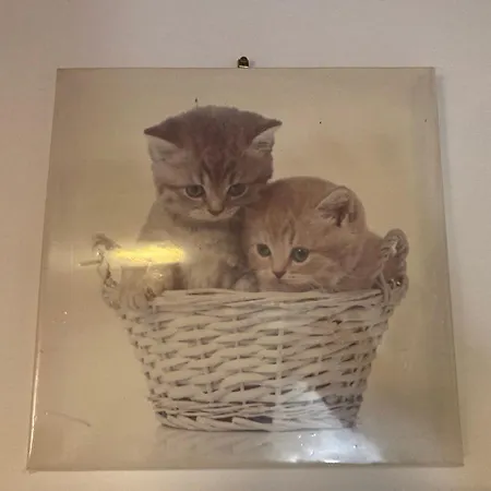 I Gatti Gr20 Et Cuscionu